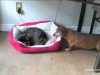 Cats stealing dog beds