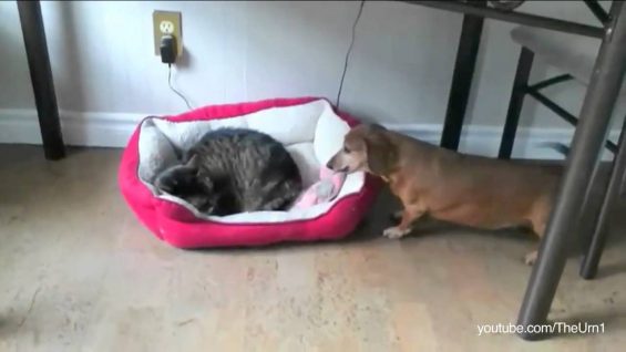 Cats stealing dog beds