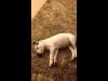 Dog scared of his own fart