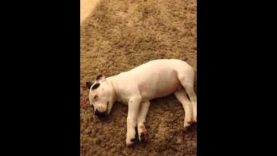 Dog scared of his own fart