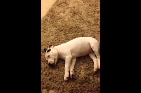 Dog scared of his own fart