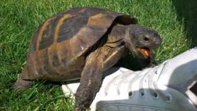 Turtle has sex with shoe – cutest molestation ever