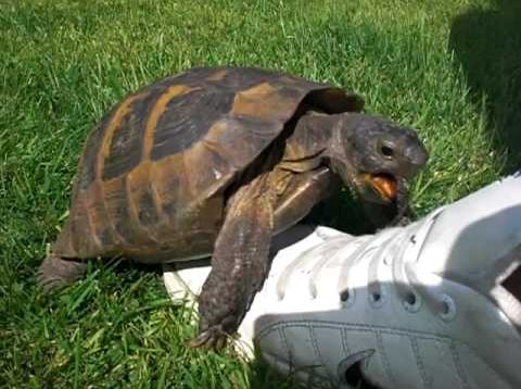Turtle has sex with shoe – cutest molestation ever