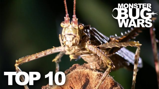 Top Ten Monster Bug War Fights